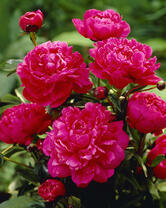 Без бренда «2KMB-4036» в Краснодаре