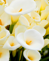 Без бренда «Белые каллы» в Краснодаре