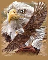 Без бренда «Коробка 20 шт: Орёл крупным планом» в Краснодаре