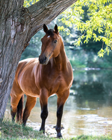 Без бренда «Коробка 20 шт: Лошадь у дерева» в Краснодаре