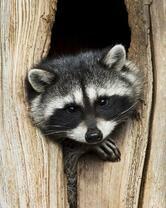 Без бренда «Енот в дупле» в Краснодаре