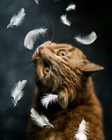 Без бренда «Кот среди перышек» в Краснодаре