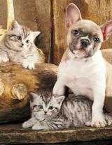 Без бренда «Милый щенок французского бульдога и два котёнка» в Краснодаре в интернет-магазине  Без бренда «Милый щенок французского бульдога и два котёнка» в Краснодаре