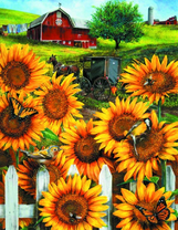 Крупные подсолнухи у фермы