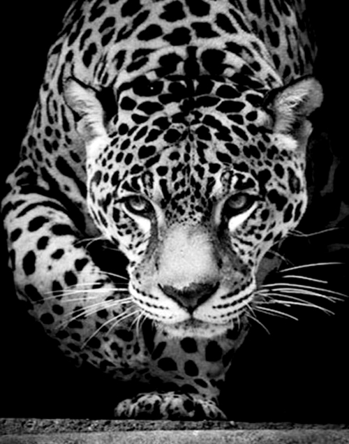 Картина по номерам 40x50 Черно-белый леопард