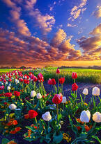 Без бренда «Поле тюльпанов под облачным небом» в Краснодаре
